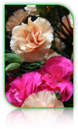 Picture of carnations