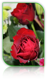 Picture of red roses