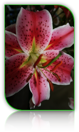 Picture of a stargazer lily
