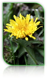 Picture of a yellow flower
